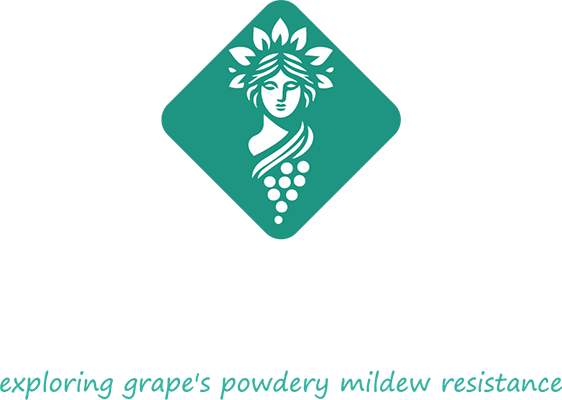 logo project-demetra