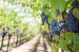 Sustainable Grape Cultivation Solutions